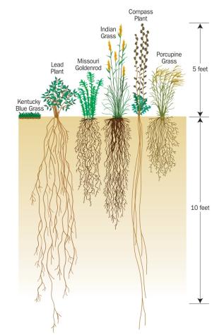 Some species of native prairie plants have much deeper root systems than Kentucky blue grass, increasing the ability of those plants to retain and filter stormwater