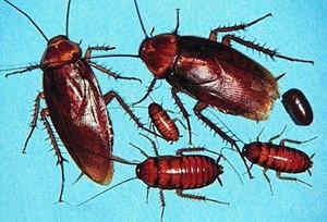 Pests like cockroaches can be found in every state in the country