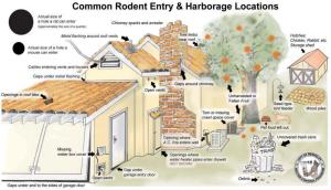 Common points of rodent entry and infestation around a home