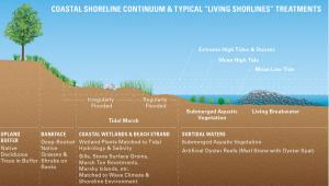Planting deep-rooted native grasses and shrubs on the banks of shorelines can help reduce the effects of erosion on sandy slopes