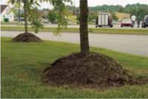Wrong - Volcano mulching harms trees and wastes mulch by piling it up the trunk of a tree where moisture can cause rot.
