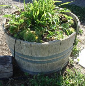 Micro-irrigation provides water directly to plants at the roots.