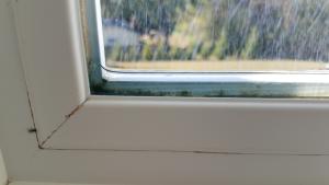 Wrong - Water has leaked into the window assembly and has not been able to drain out, possibly due to blocked weep holes; thus, mold and moss are growing in the window assembly.