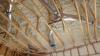 Right – R-25 of open-cell spray foam lines this new home’s attic ceiling, to protect HVAC ducts from heat and cold. 