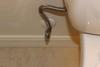 Right – An escutcheon is installed on this toilet tank pipe to help air seal around the pipe and prevent pest entry.