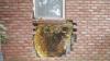 Bees made a nest in the drainage plane behind a brick veneer wall by entering via unscreened weep holes