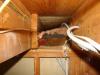 Wrong - The faced batt insulation does not provide an air barrier in the joist bay between the garage and the conditioned space of the home.