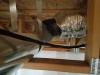 Wrong - Duct insulation and vapor barrier do not cover all of the flex duct.