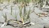 Planting vegetation, such as salt hay, can help reduce erosion of coastal dunes
