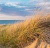 Encourage dune formation by installing sand fences or pallets and planting dune grasses.