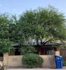 Right – The canopy of this tree is high enough to allow views out the windows of this home while providing excellent shade to walls, windows, and roof.