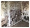 Wrong - Mold can spread rapidly in flood damaged homes if materials aren't dried quickly.