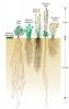Some species of native prairie plants have much deeper root systems than Kentucky blue grass, increasing the ability of those plants to retain and filter stormwater